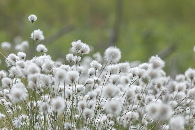 rostlina bavlny