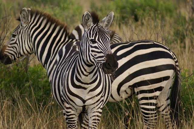 Zebry v Africe